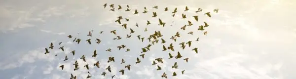 small business leader